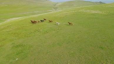 策马崩腾的夏季新疆大草原视频的预览图